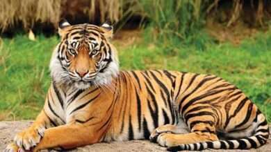 Tiger Ongoing Quest for Missing Tigers in Telangana Forest Amid Concerns of Poisoning