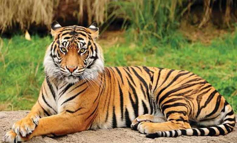 Tiger Ongoing Quest for Missing Tigers in Telangana Forest Amid Concerns of Poisoning