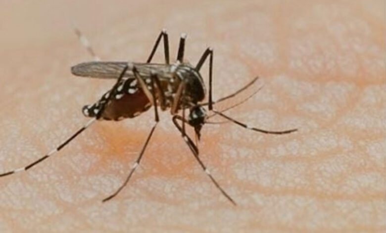 Dengue virus Sri Lanka Records Over 5,000 Dengue Cases This Month