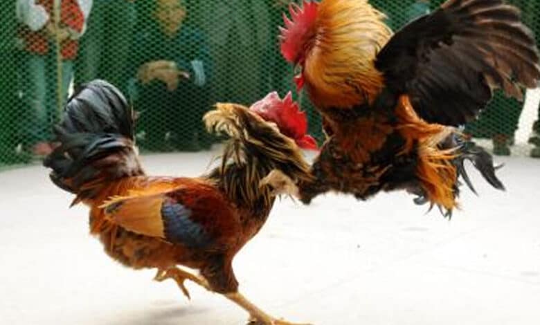 Animal Welfare Board asks AP, Telangana to stop cockfights