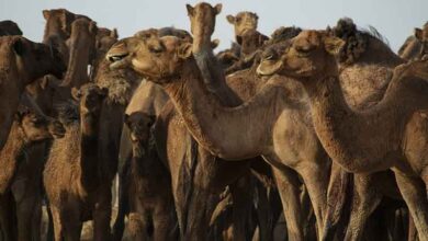 Saudi Arabia designates 2024 as the Year of Camel