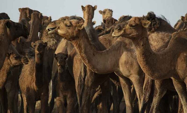 Saudi Arabia designates 2024 as the Year of Camel