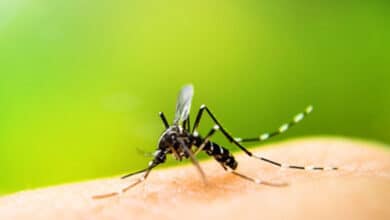 Protein from mosquitoes could help control dengue virus infection