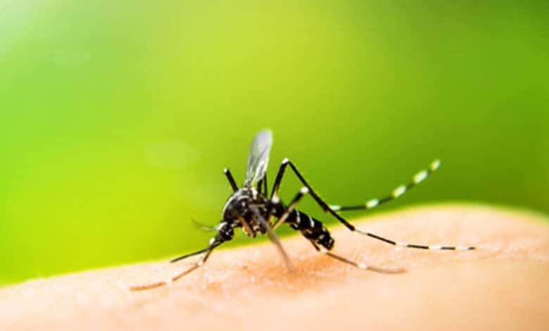 Protein from mosquitoes could help control dengue virus infection