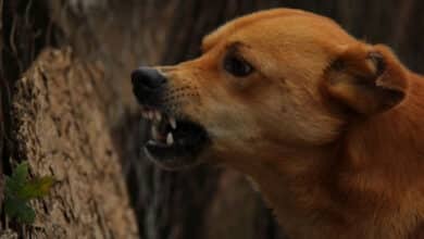 Dog bites trader’s private parts in Bihar’s Banka district, pays with its life