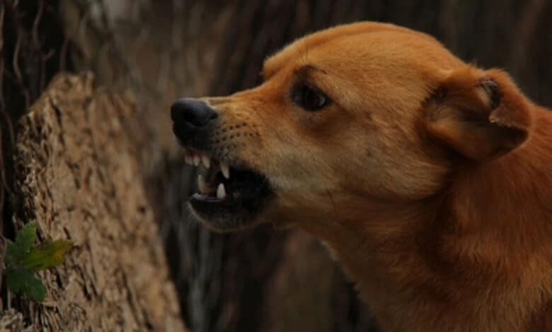 Dog bites trader’s private parts in Bihar’s Banka district, pays with its life