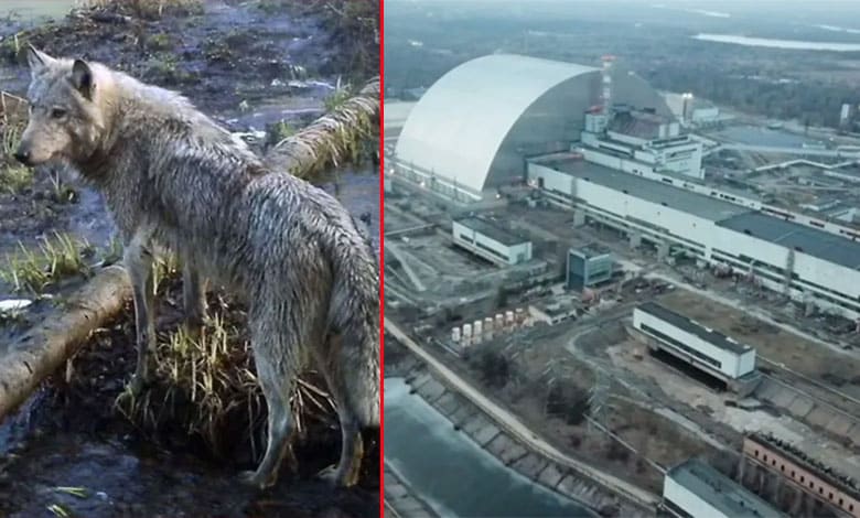 Mutant Chernobyl wolves develop anti-cancer abilities, may pave way for cure: Study