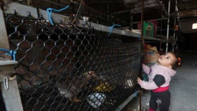 Children in Gaza forced to live in chicken cages: Video