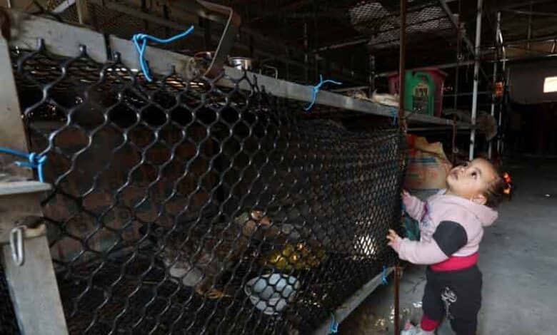 Children in Gaza forced to live in chicken cages: Video