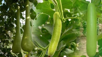 Bottle Gourd: Religious and Scientific Review