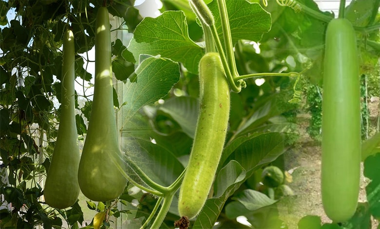 Bottle Gourd: Religious and Scientific Review