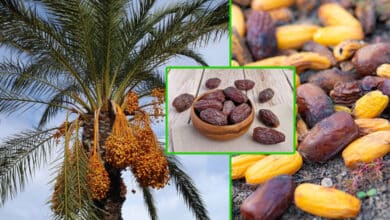 Dates – Wholesome Food for Ramadan