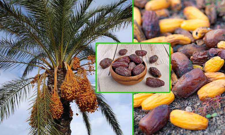 Dates – Wholesome Food for Ramadan