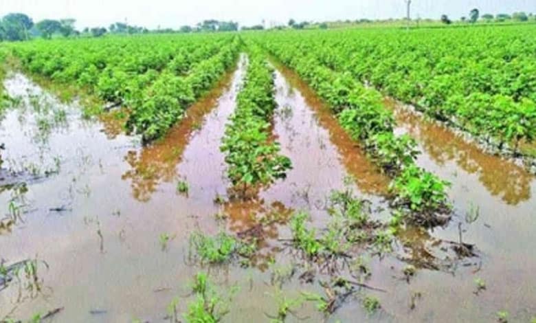 Telangana government to help farmers hit by unseasonal rains