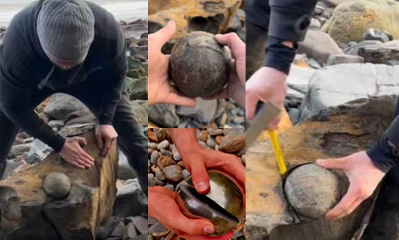 Yorkshire Man Discovers 180-Million-Year-Old Fossil on Seashore