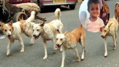 Four-year-old girl attacked by stray dog, succumbs in Karnataka