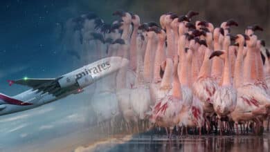 Emirates plane damaged by Flamingo hit, return Dubai flight scheduled tonight