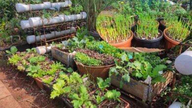 Training on vegetables growing on terraces tomorrow