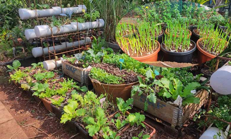 Training on vegetables growing on terraces tomorrow