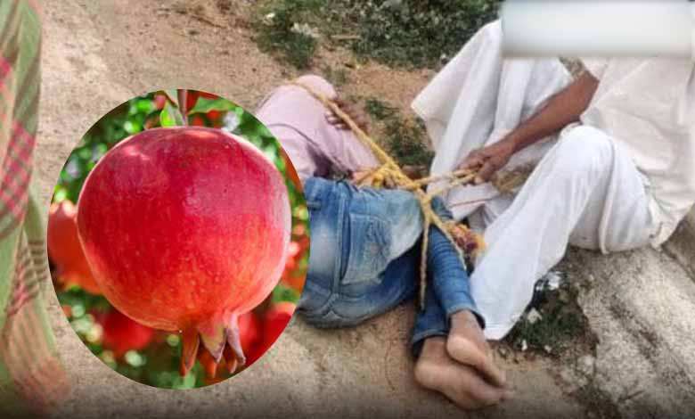 Dalit boy tied up, beaten for plucking pomegranate in Telangana