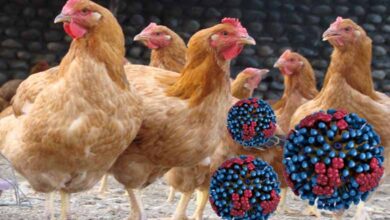 Avian flu virus may be more infectious to humans from cattle than from birds: research