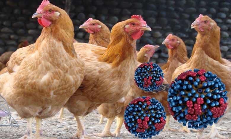 Avian flu virus may be more infectious to humans from cattle than from birds: research