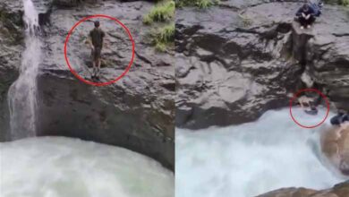 Pune Horror: Youth Swept Away in Tamhini Ghat Waterfall During Monsoon Outing: Video