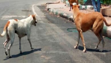 76-year-old woman on morning walk dies after pack of stray dogs attacks her in Bengaluru