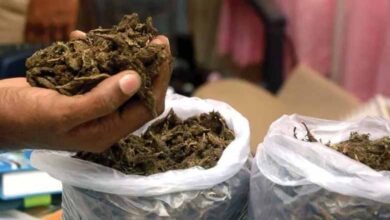 Andhra Pradesh News | Ganja worth Rs. 9 lakhs seized