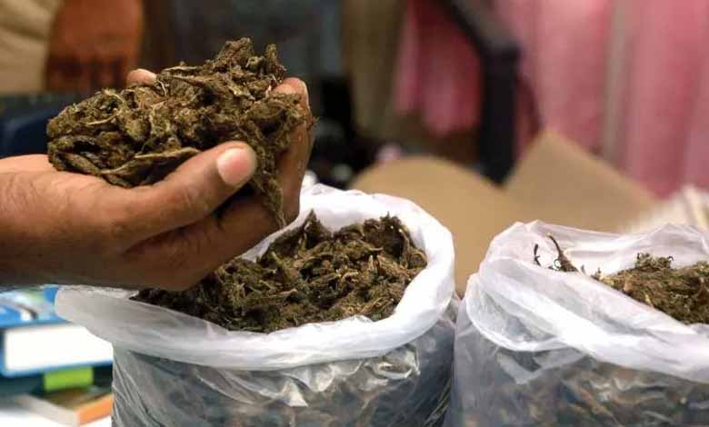 Andhra Pradesh News | Ganja worth Rs. 9 lakhs seized