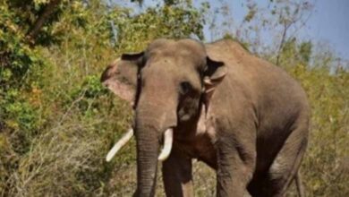 Andhra Pradesh | Man trampled to death by wild elephants