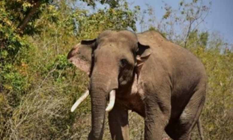 Andhra Pradesh | Man trampled to death by wild elephants