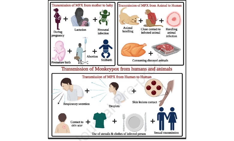 MPOX TRANSMISSION Mpox Virus Declared Global Health Emergency: Symptoms, Prevention, and Treatment You Need to Know