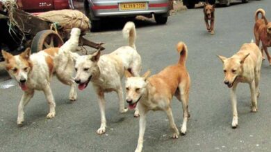 Four-year-old boy dies of suspected rabies in Tamil Nadu