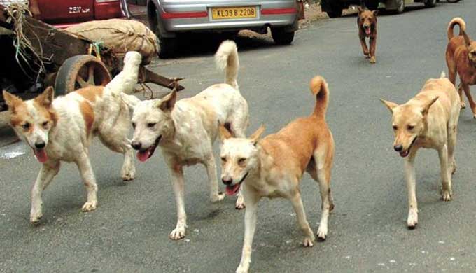 Four-year-old boy dies of suspected rabies in Tamil Nadu