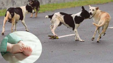 Six-Month-Old Killed by Stray Dog