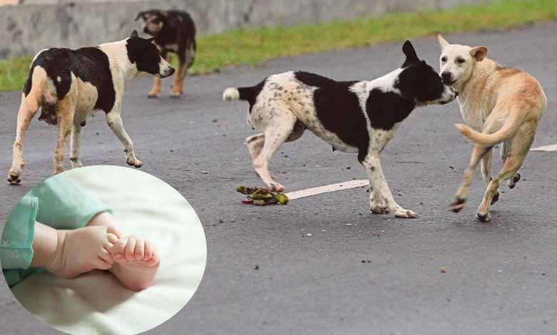 Delhi Horror | Dog seen carrying headless newborn in Rohini park