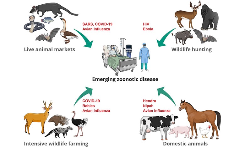 ZOONOTIC DISEASE Mpox Virus Declared Global Health Emergency: Symptoms, Prevention, and Treatment You Need to Know