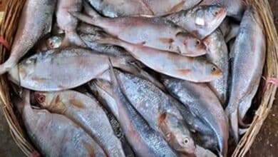 Bangladesh reverses export ban on Hilsa fish to India ahead of Durga Puja