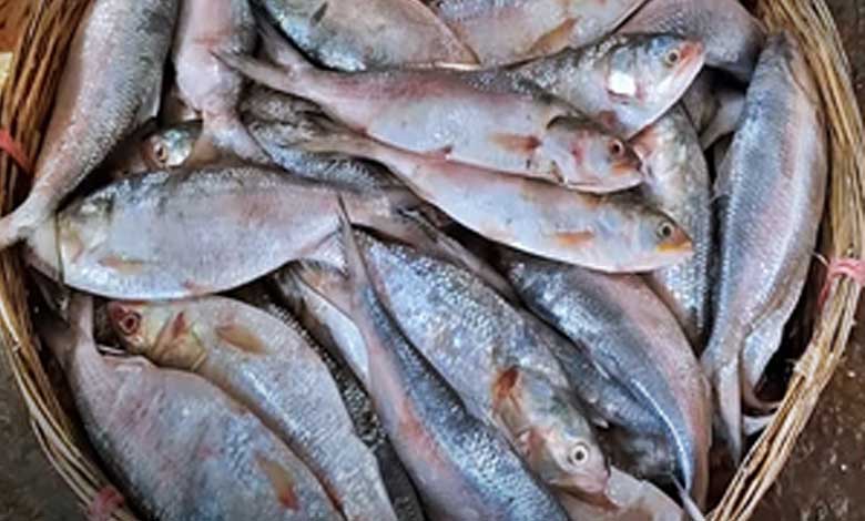 Bangladesh reverses export ban on Hilsa fish to India ahead of Durga Puja