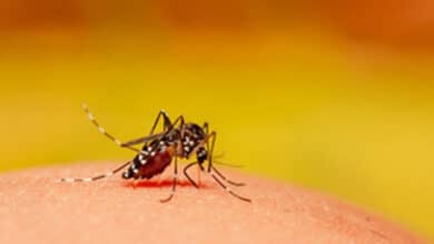 K'taka govt notifies dengue fever as 'epidemic disease'