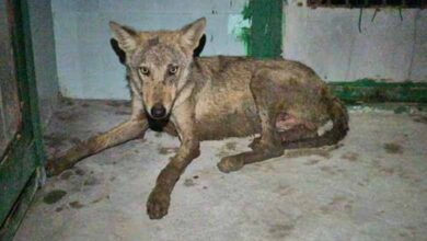 Fifth wolf captured in UP's Bahraich, hunt continues for sixth predator