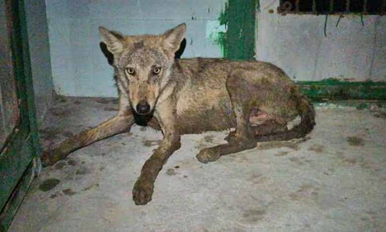 Fifth wolf captured in UP's Bahraich, hunt continues for sixth predator