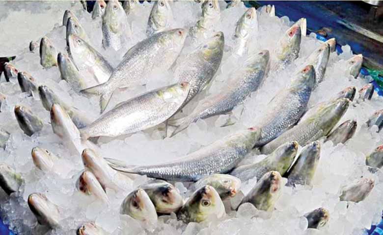 Hilsa Export Ban Lifted: Bangladesh Sends 3,000 Tonnes to India in Time for Durga Puja