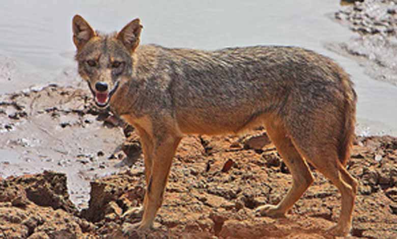 Villagers in Bihar's Munger scared after jackal attacks