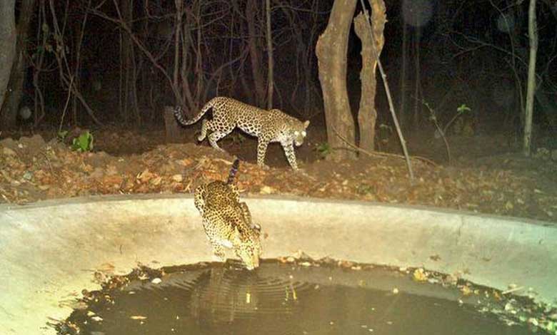 No Resident Tigers Found in Kawal Tiger Reserve, Exposing Key Challenges