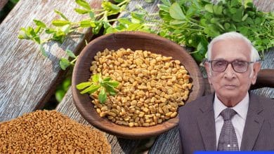 Fenugreek: A Versatile Spice, Emerging as a Key Medicinal Gum Source