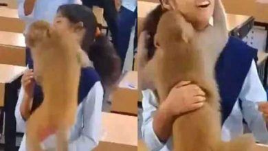 Monkey's Surprise Classroom Visit Brings Joy and Laughter