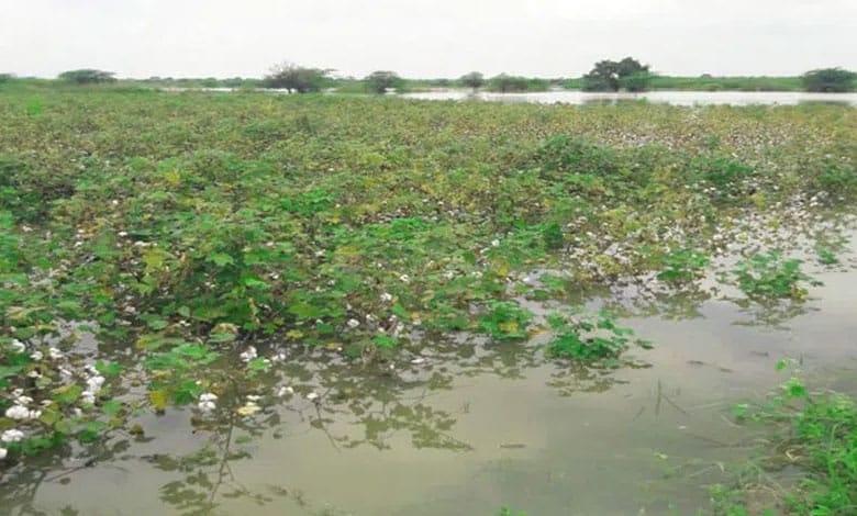 Telangana | Heavy Rains and Floods Devastate Over 20 Lakh Acres of Crops in Telangana