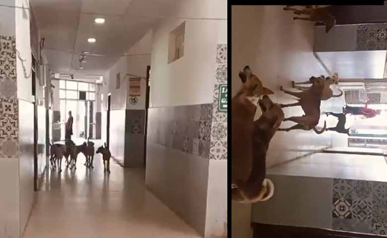 Street Dogs Create Chaos Inside Nagar Kurnool Government Hospital